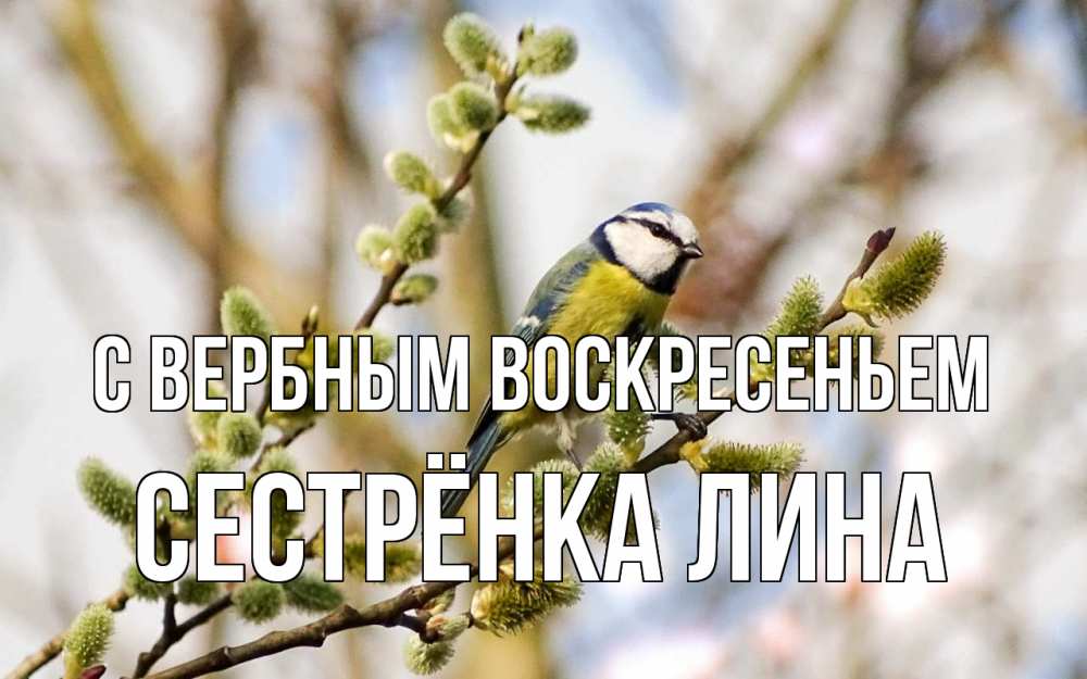 Открытка на каждый день с именем, Сестрёнка-Лина С вербным воскресеньем верба Прикольная открытка с пожеланием онлайн скачать бесплатно 