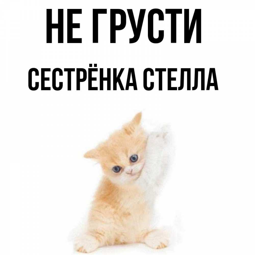 Открытка на каждый день с именем, Сестрёнка-Стелла Не грусти просящий кот Прикольная открытка с пожеланием онлайн скачать бесплатно 