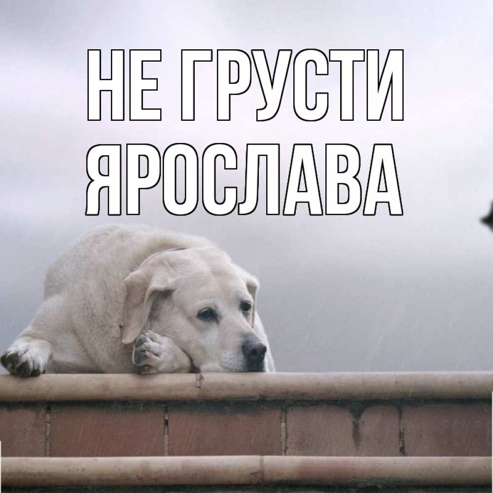 Открытка на каждый день с именем, Ярослава Не грусти белый пес 1 Прикольная открытка с пожеланием онлайн скачать бесплатно 