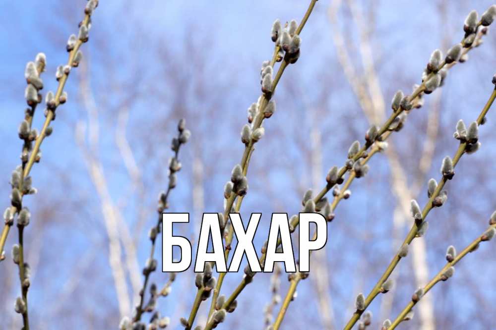 Открытка на каждый день с именем, Бахар Главная верба Прикольная открытка с пожеланием онлайн скачать бесплатно 