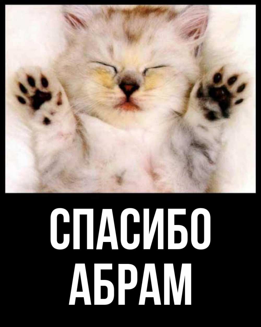 Открытка на каждый день с именем, Абрам Спасибо маленький котенок Прикольная открытка с пожеланием онлайн скачать бесплатно 