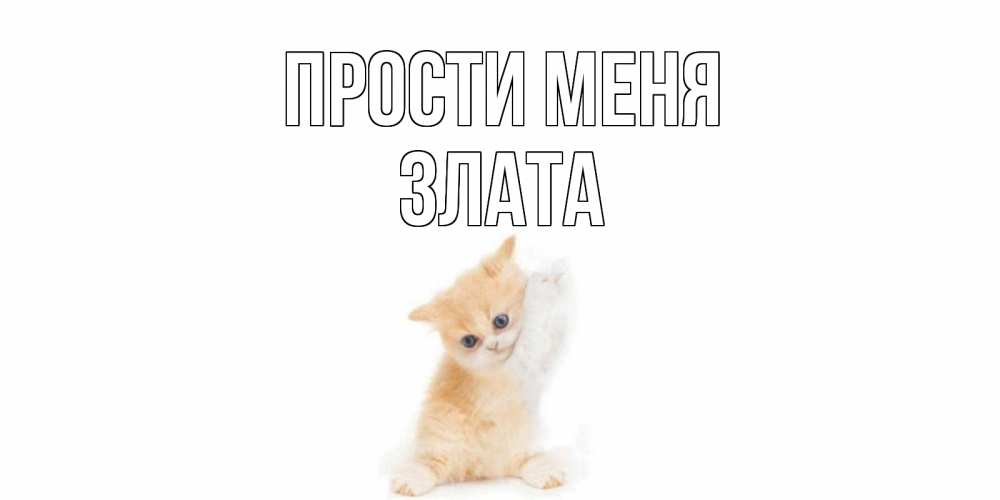 Открытка на каждый день с именем, Злата Прости меня кот Прикольная открытка с пожеланием онлайн скачать бесплатно 