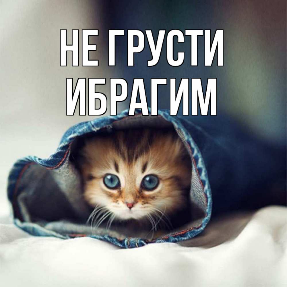 Открытка на каждый день с именем, Ибрагим Не грусти кот в одежде Прикольная открытка с пожеланием онлайн скачать бесплатно 