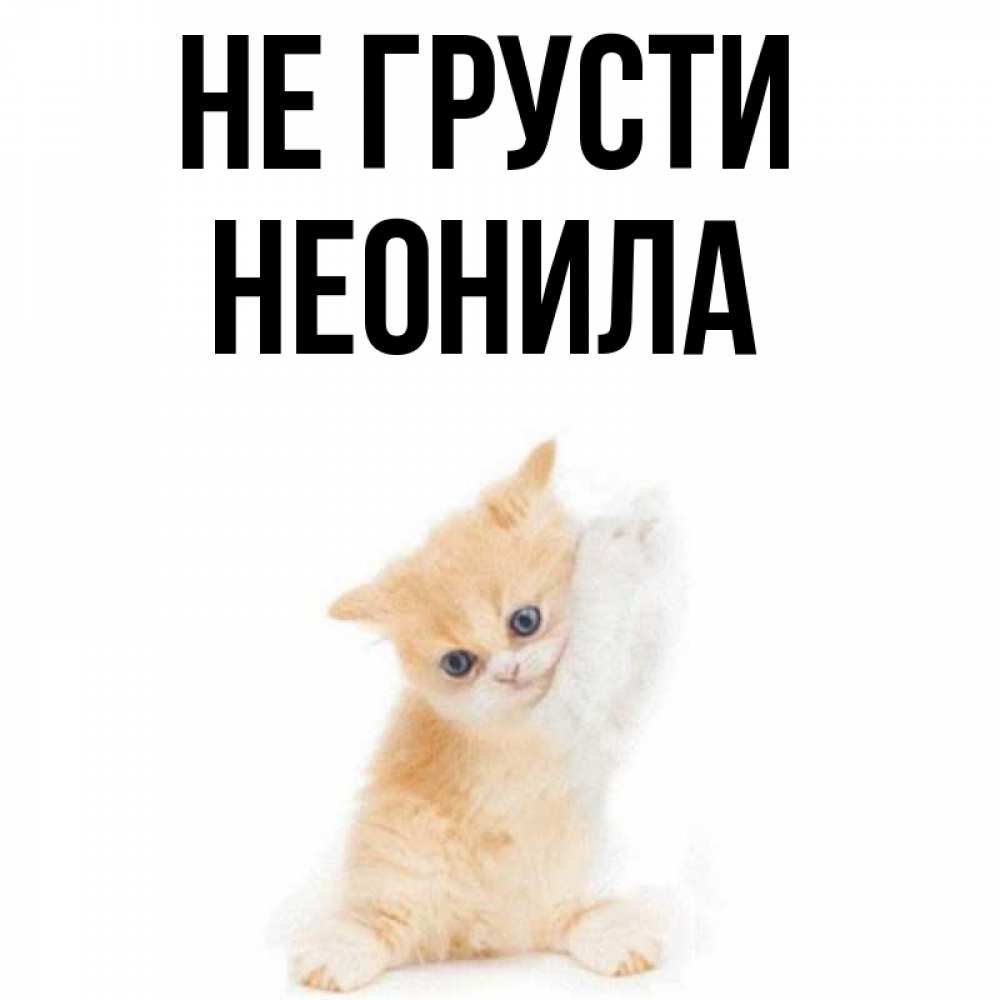 Открытка на каждый день с именем, Неонила Не грусти просящий кот Прикольная открытка с пожеланием онлайн скачать бесплатно 