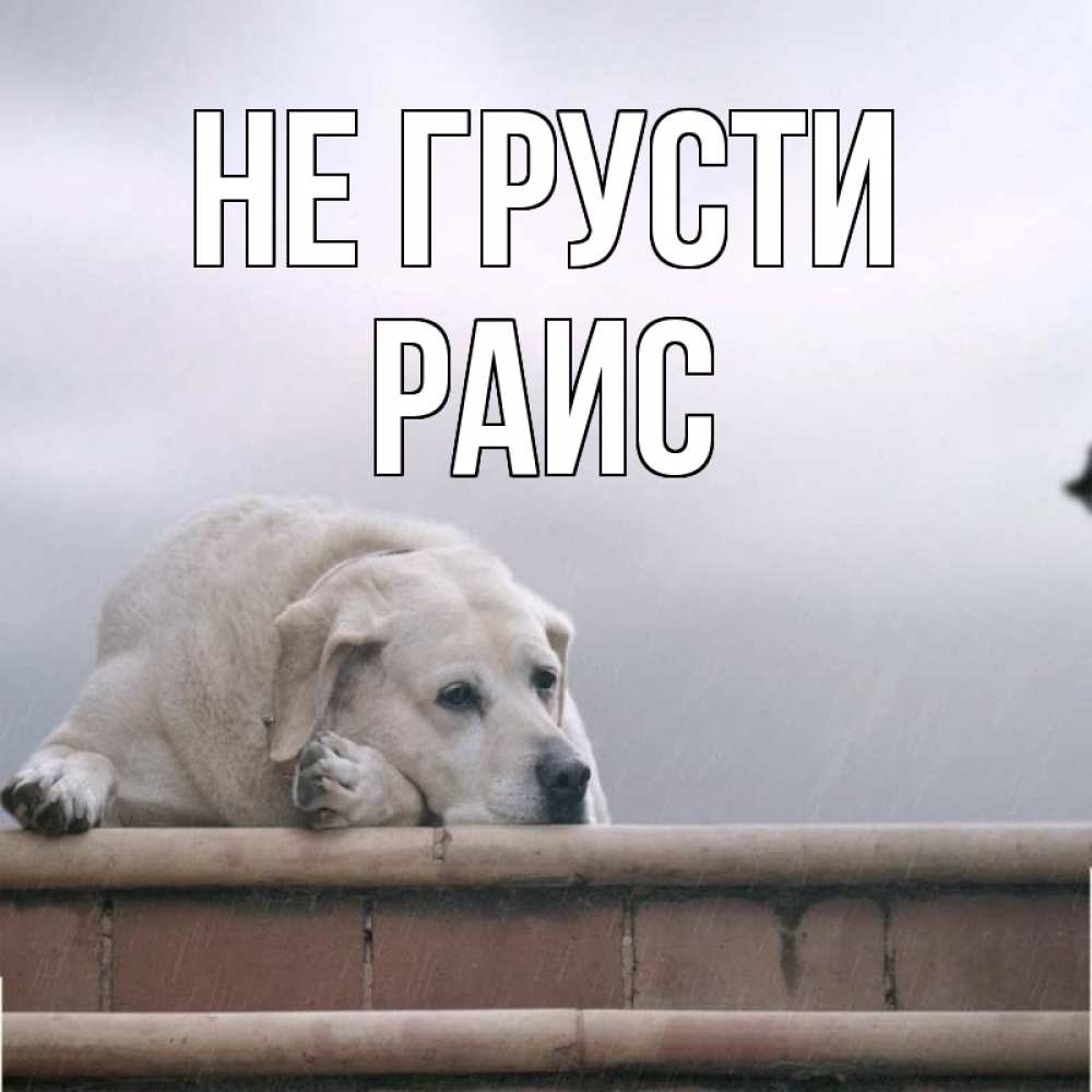 Открытка на каждый день с именем, Раис Не грусти белый пес 1 Прикольная открытка с пожеланием онлайн скачать бесплатно 