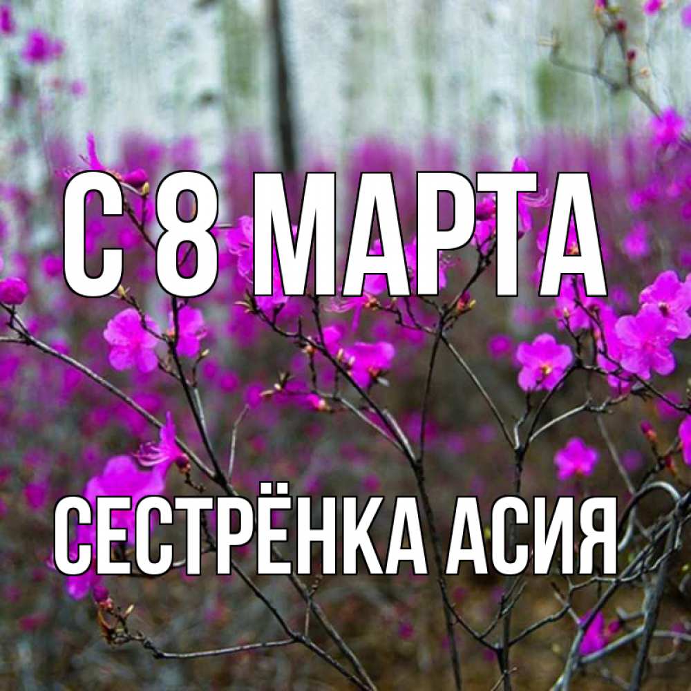 Открытка на каждый день с именем, Сестрёнка-Асия С 8 марта дикие цветы Прикольная открытка с пожеланием онлайн скачать бесплатно 