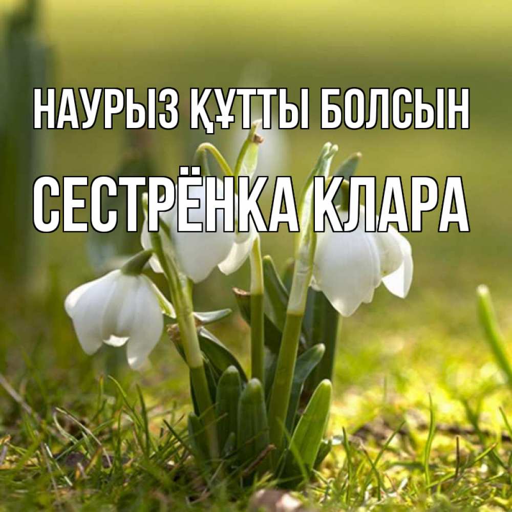 Открытка на каждый день с именем, Сестрёнка-Клара Наурыз құтты болсын ранние цветы 2 Прикольная открытка с пожеланием онлайн скачать бесплатно 