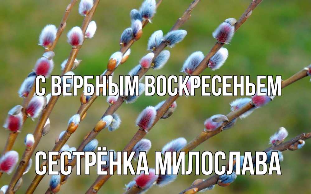Открытка на каждый день с именем, Сестрёнка-Милослава С вербным воскресеньем верба Прикольная открытка с пожеланием онлайн скачать бесплатно 