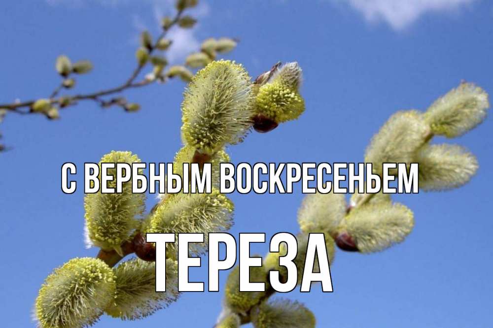 Открытка на каждый день с именем, Тереза С вербным воскресеньем верба Прикольная открытка с пожеланием онлайн скачать бесплатно 