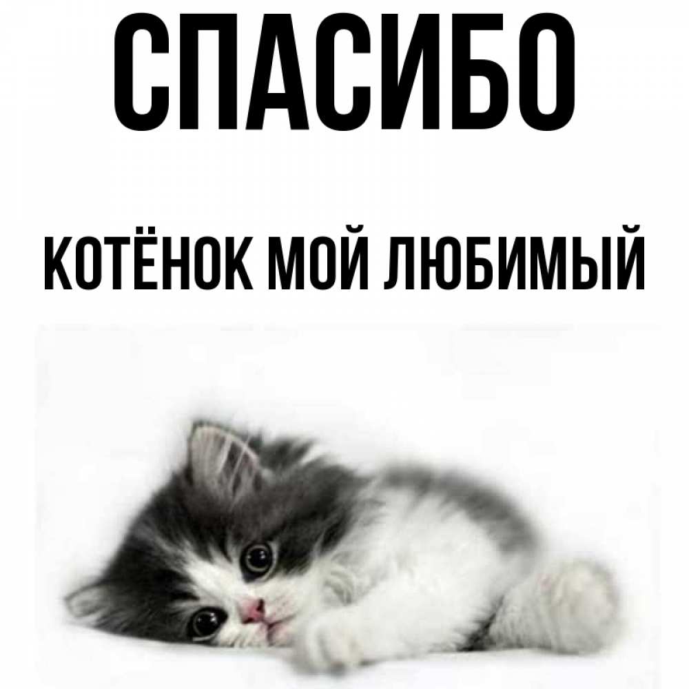 Картинки котенок любимый мой котенок
