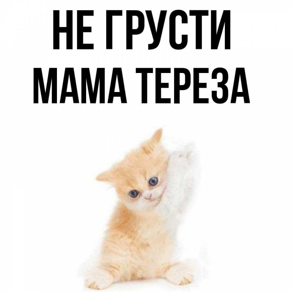 Открытка на каждый день с именем, Мама-Тереза Не грусти просящий кот Прикольная открытка с пожеланием онлайн скачать бесплатно 