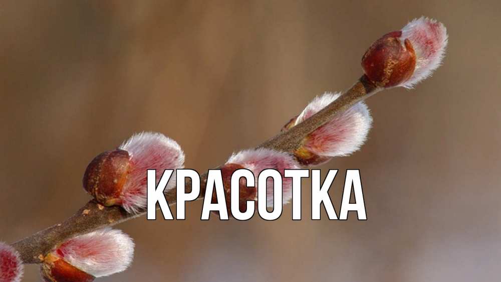 Открытка на каждый день с именем, красотка Главная верба Прикольная открытка с пожеланием онлайн скачать бесплатно 