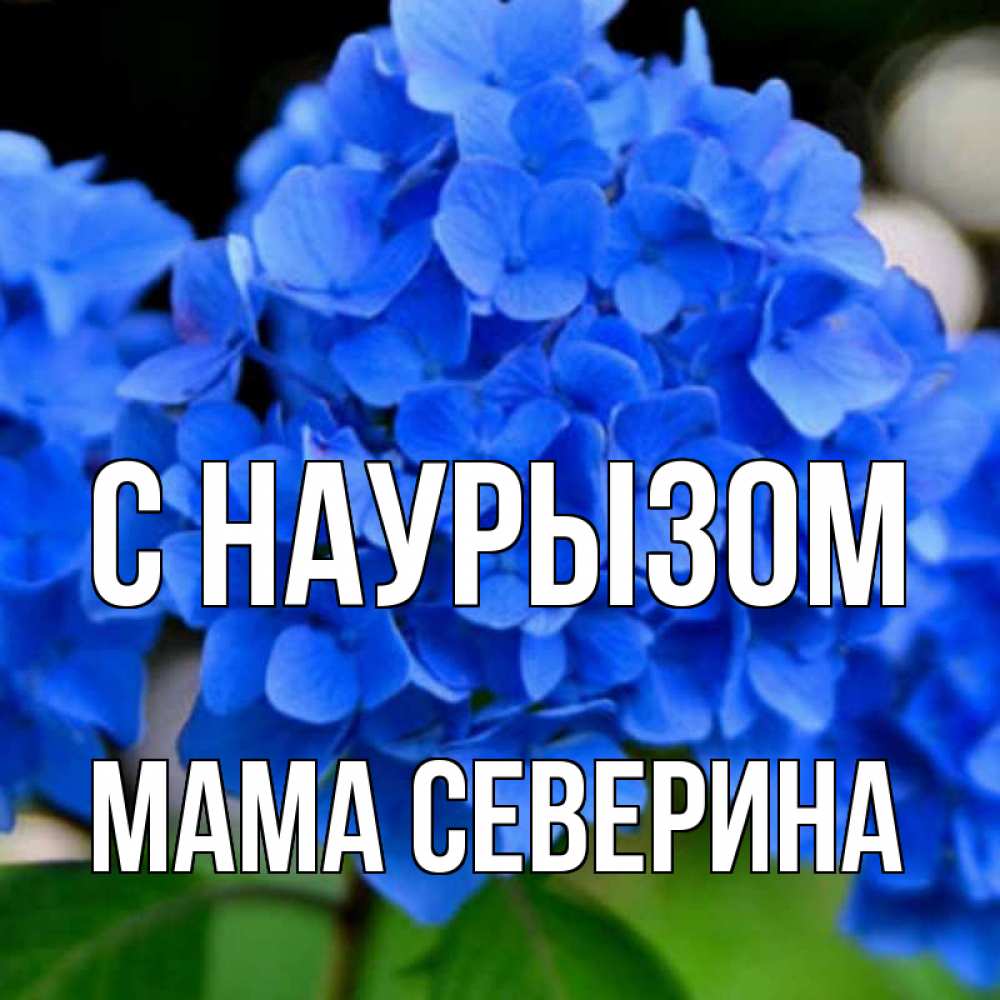 Открытка на каждый день с именем, Мама-Северина С наурызом синие цветы Прикольная открытка с пожеланием онлайн скачать бесплатно 