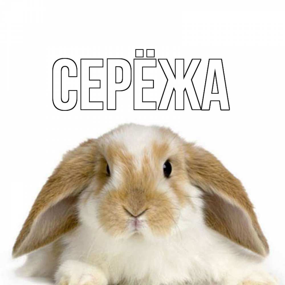 Открытка на каждый день с именем, Серёжа Главная с животными Прикольная открытка с пожеланием онлайн скачать бесплатно 