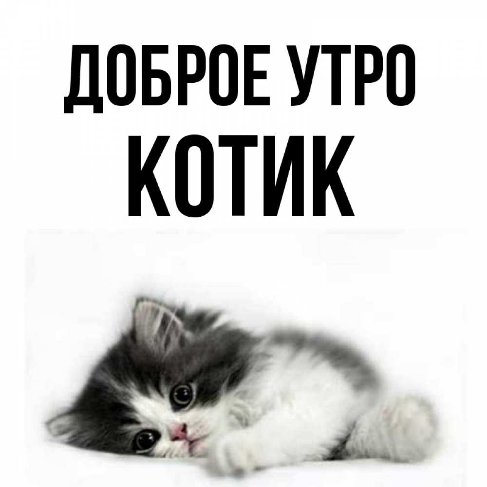 Для, картинки доброе утро котеночек мой