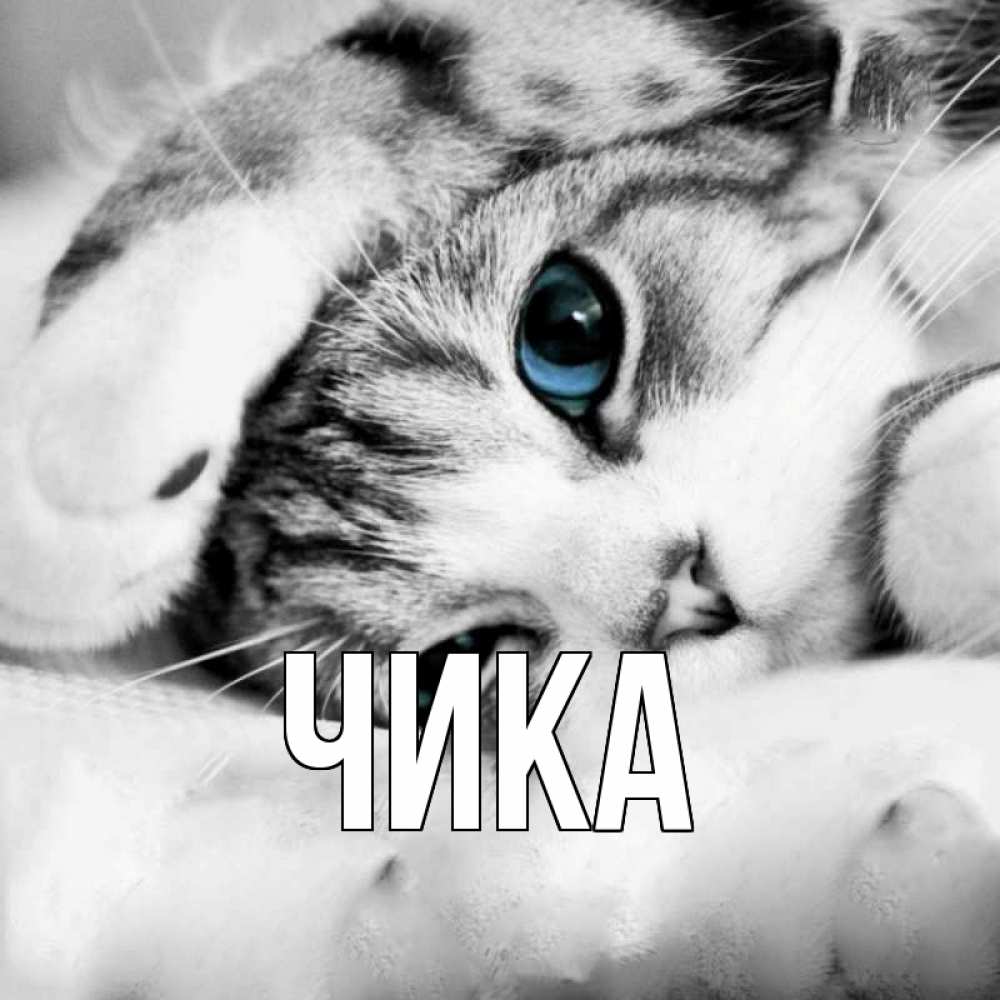 Открытка на каждый день с именем, Чика Главная кот устал Прикольная открытка с пожеланием онлайн скачать бесплатно 