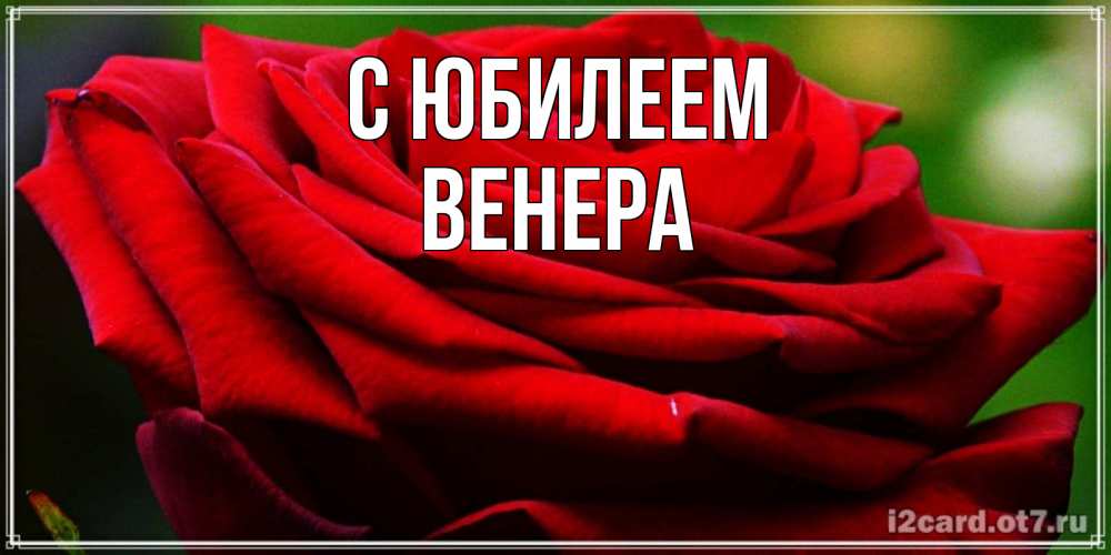 Открытка на каждый день с именем, Венера С юбилеем розочка очень красивая Прикольная открытка с пожеланием онлайн скачать бесплатно 