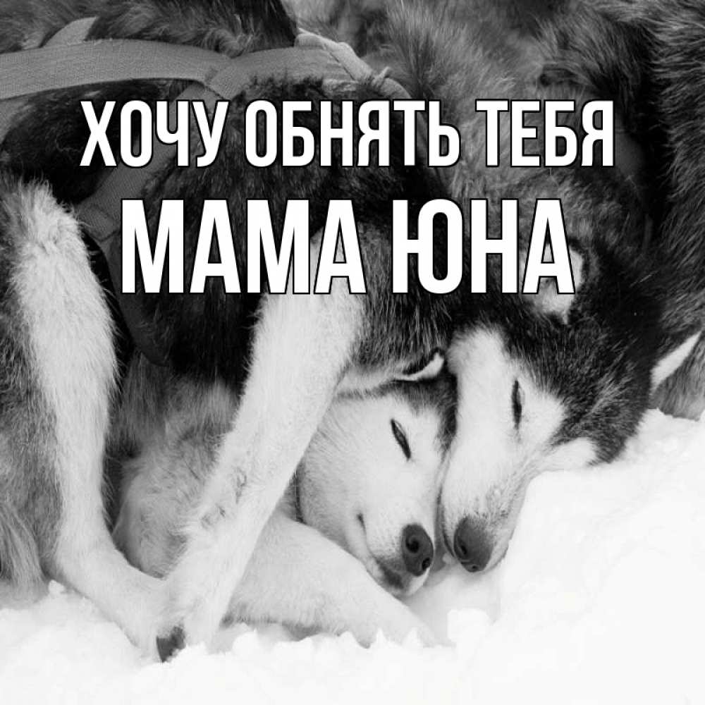 Открытка на каждый день с именем, Мама-Юна Хочу обнять тебя собачки в упряжке Прикольная открытка с пожеланием онлайн скачать бесплатно 
