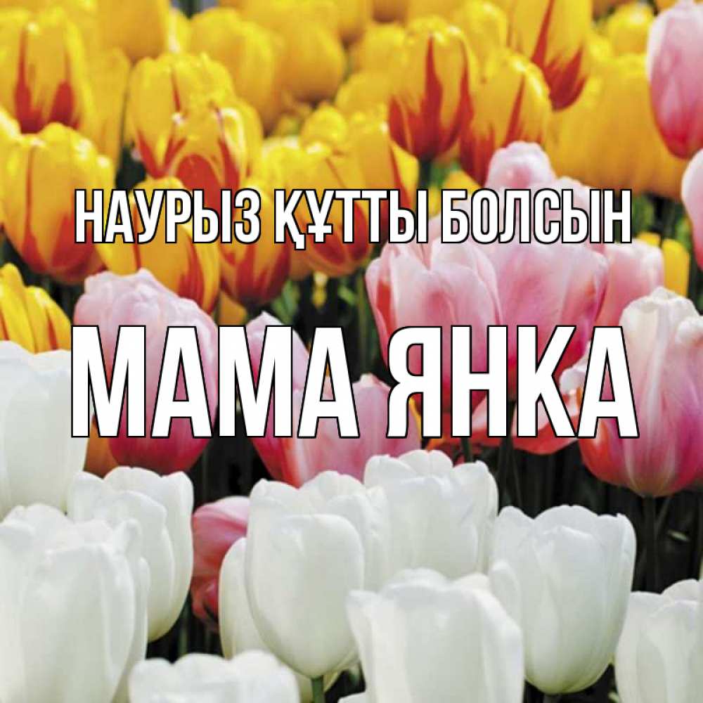 Открытка на каждый день с именем, Мама-Янка Наурыз құтты болсын разноцветные цветы Прикольная открытка с пожеланием онлайн скачать бесплатно 