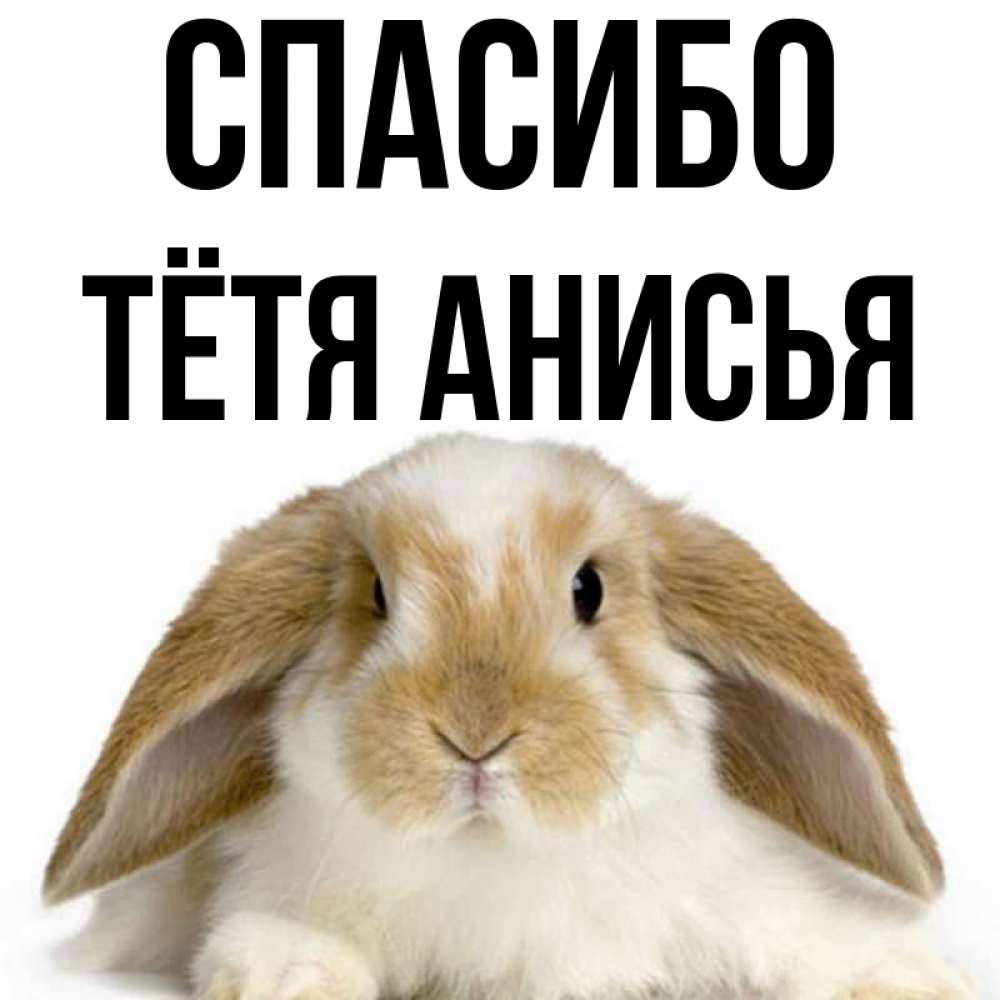 Открытка на каждый день с именем, Тётя-Анисья Спасибо коричнево белый заяц Прикольная открытка с пожеланием онлайн скачать бесплатно 