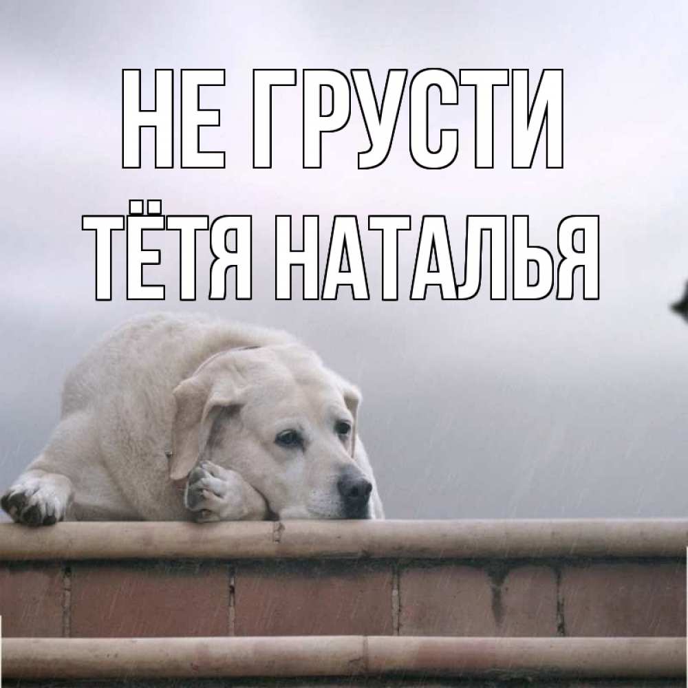 Открытка на каждый день с именем, Тётя-Наталья Не грусти белый пес 1 Прикольная открытка с пожеланием онлайн скачать бесплатно 