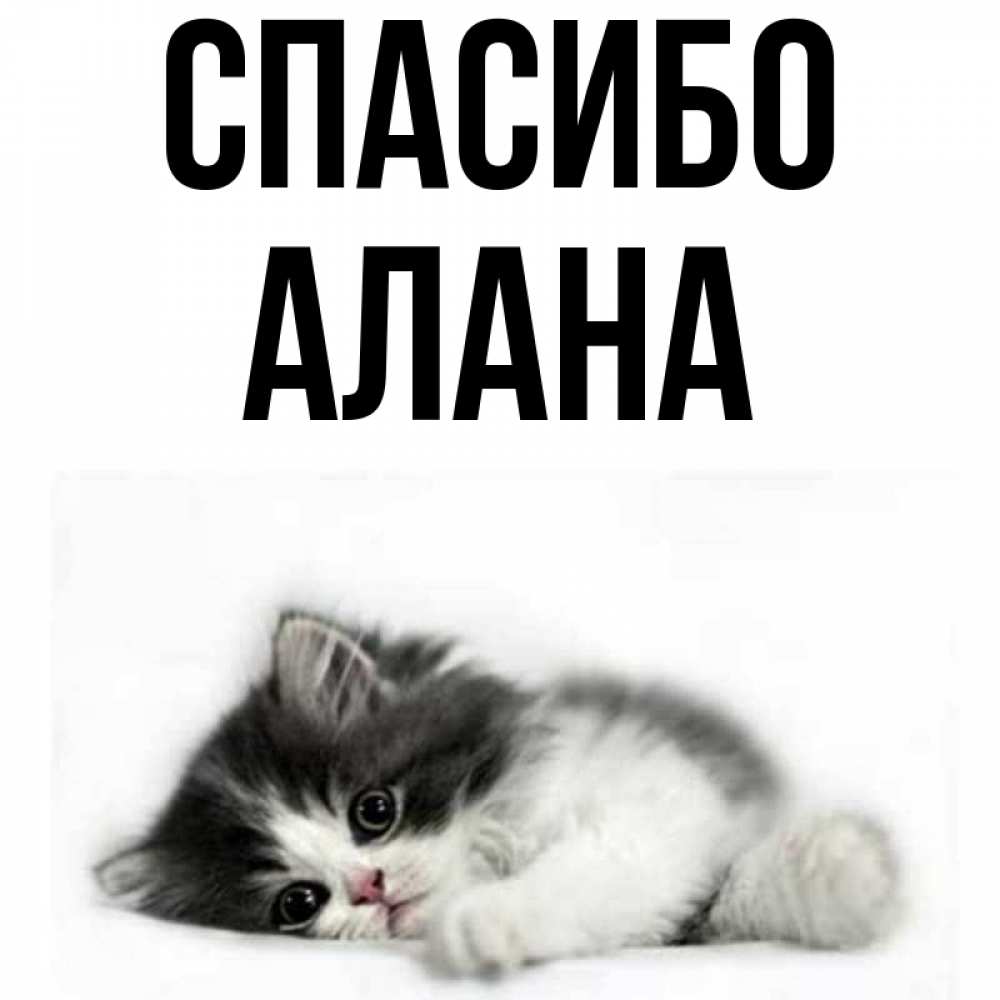 Открытка на каждый день с именем, Алана Спасибо черный и белый кот Прикольная открытка с пожеланием онлайн скачать бесплатно 