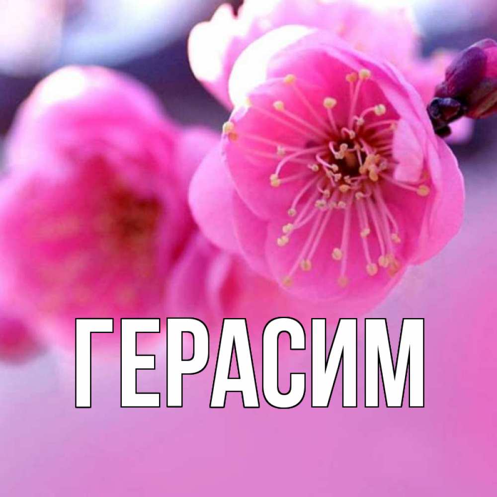 Открытка на каждый день с именем, Герасим Главная наурыз мейрам Прикольная открытка с пожеланием онлайн скачать бесплатно 