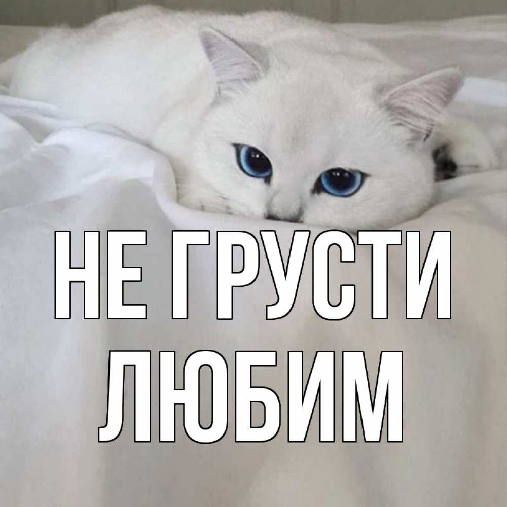 Открытка на каждый день с именем, Любим Не грусти белый кот с голубыми глазами на белоснежной кровати Прикольная открытка с пожеланием онлайн скачать бесплатно 