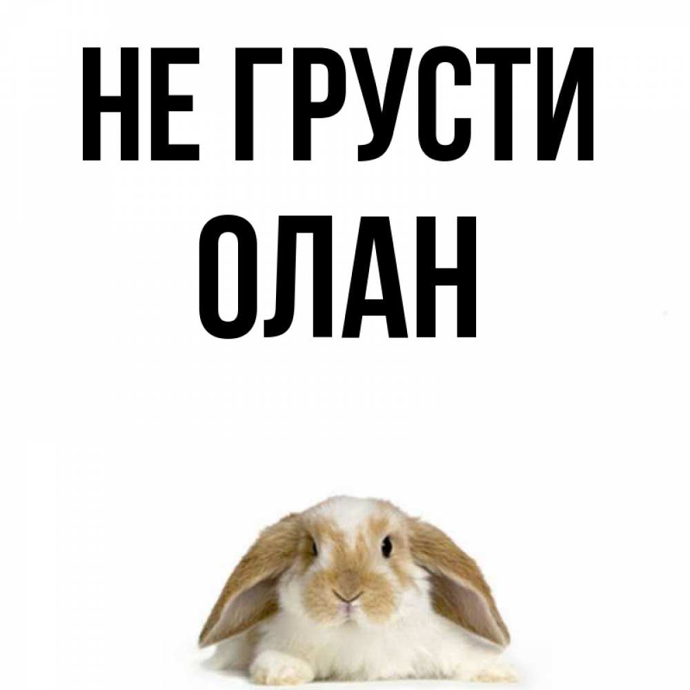 Открытка на каждый день с именем, Олан Не грусти коричнево белый заяц с большими ушками Прикольная открытка с пожеланием онлайн скачать бесплатно 