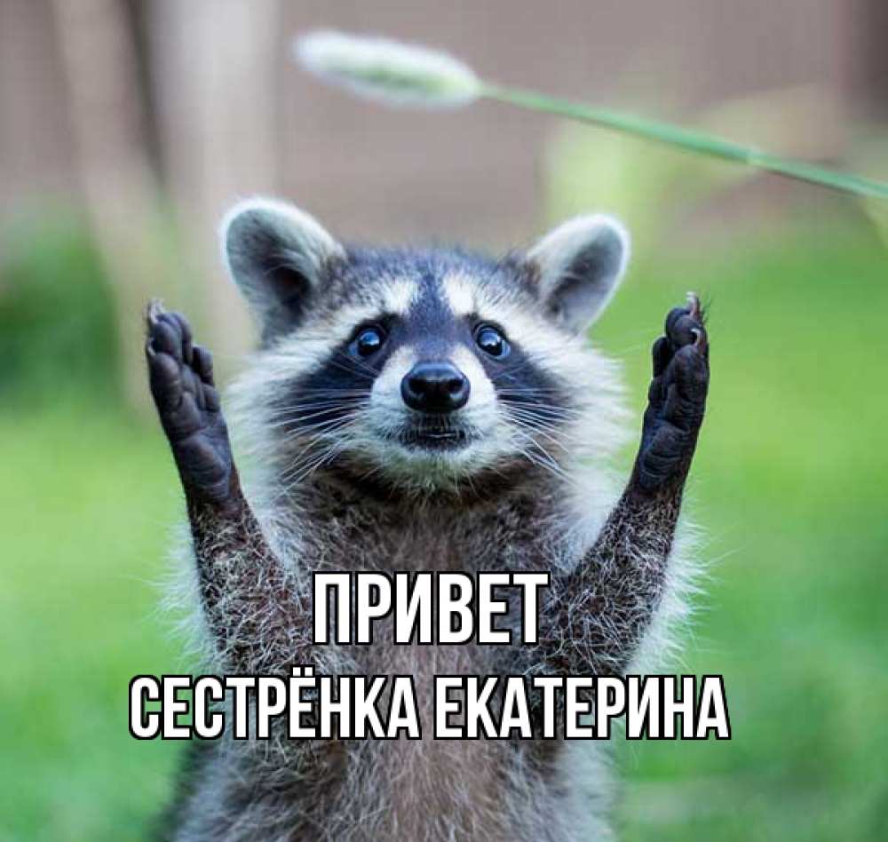 Открытка на каждый день с именем, Сестрёнка-Екатерина Привет животные Прикольная открытка с пожеланием онлайн скачать бесплатно 