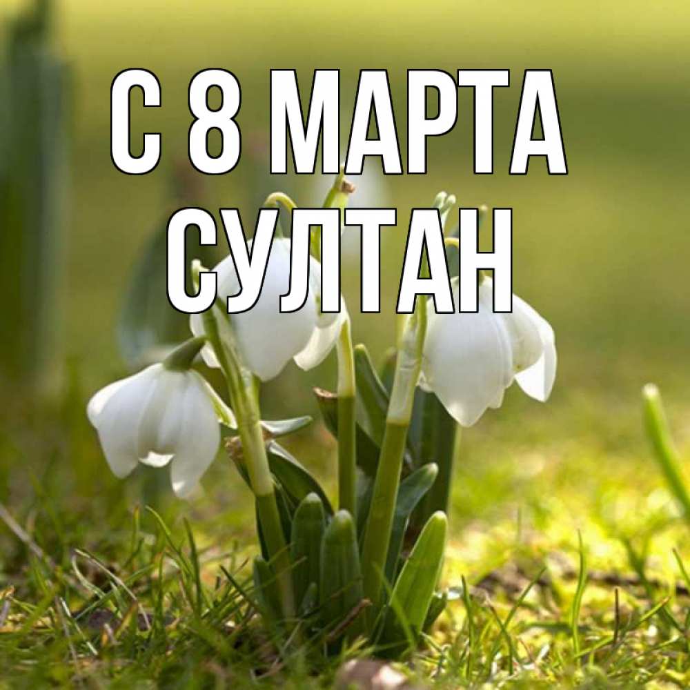 Открытка на каждый день с именем, Султан С 8 марта ранние цветы 2 Прикольная открытка с пожеланием онлайн скачать бесплатно 