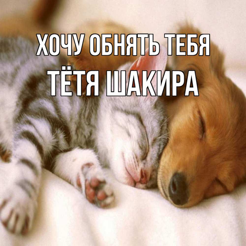 Открытка на каждый день с именем, Тётя-Шакира Хочу обнять тебя пес и котенок Прикольная открытка с пожеланием онлайн скачать бесплатно 
