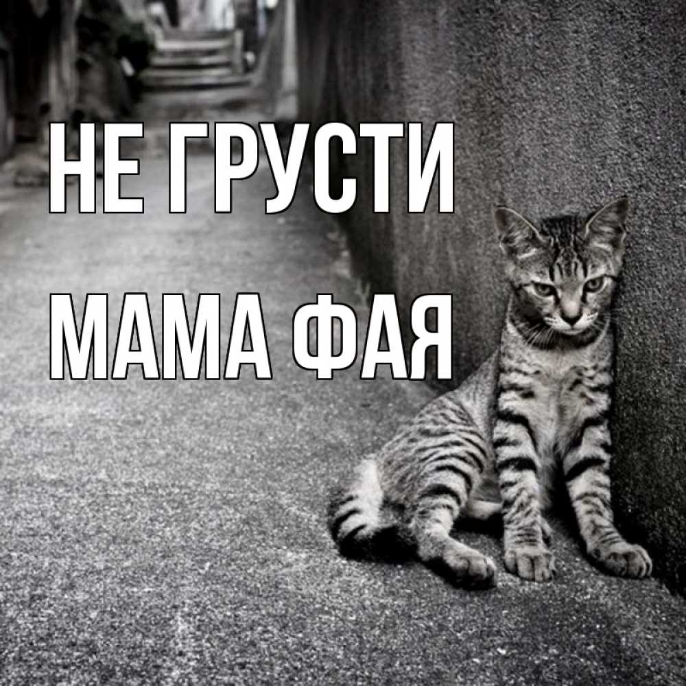 Открытка на каждый день с именем, Мама-Фая Не грусти скучающий котик Прикольная открытка с пожеланием онлайн скачать бесплатно 