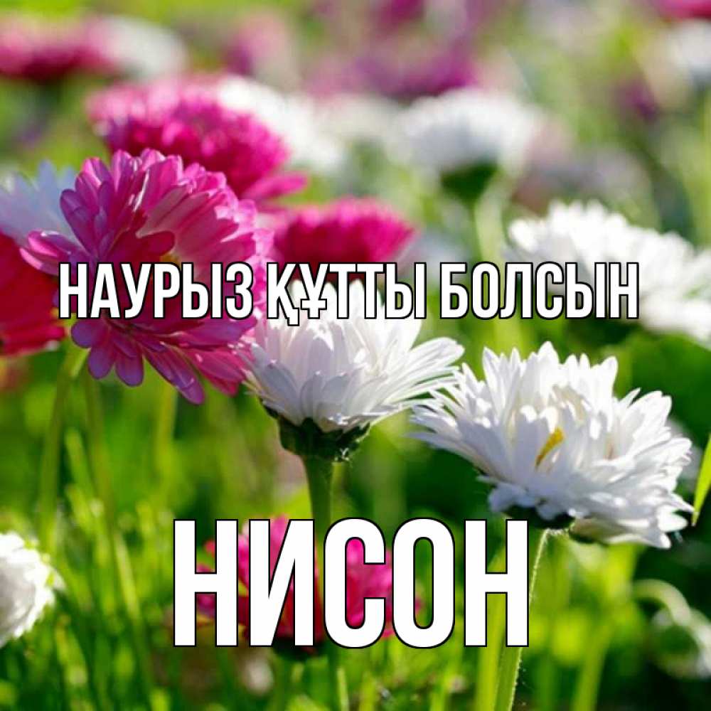 Открытка на каждый день с именем, Нисон Наурыз құтты болсын наурыз Прикольная открытка с пожеланием онлайн скачать бесплатно 