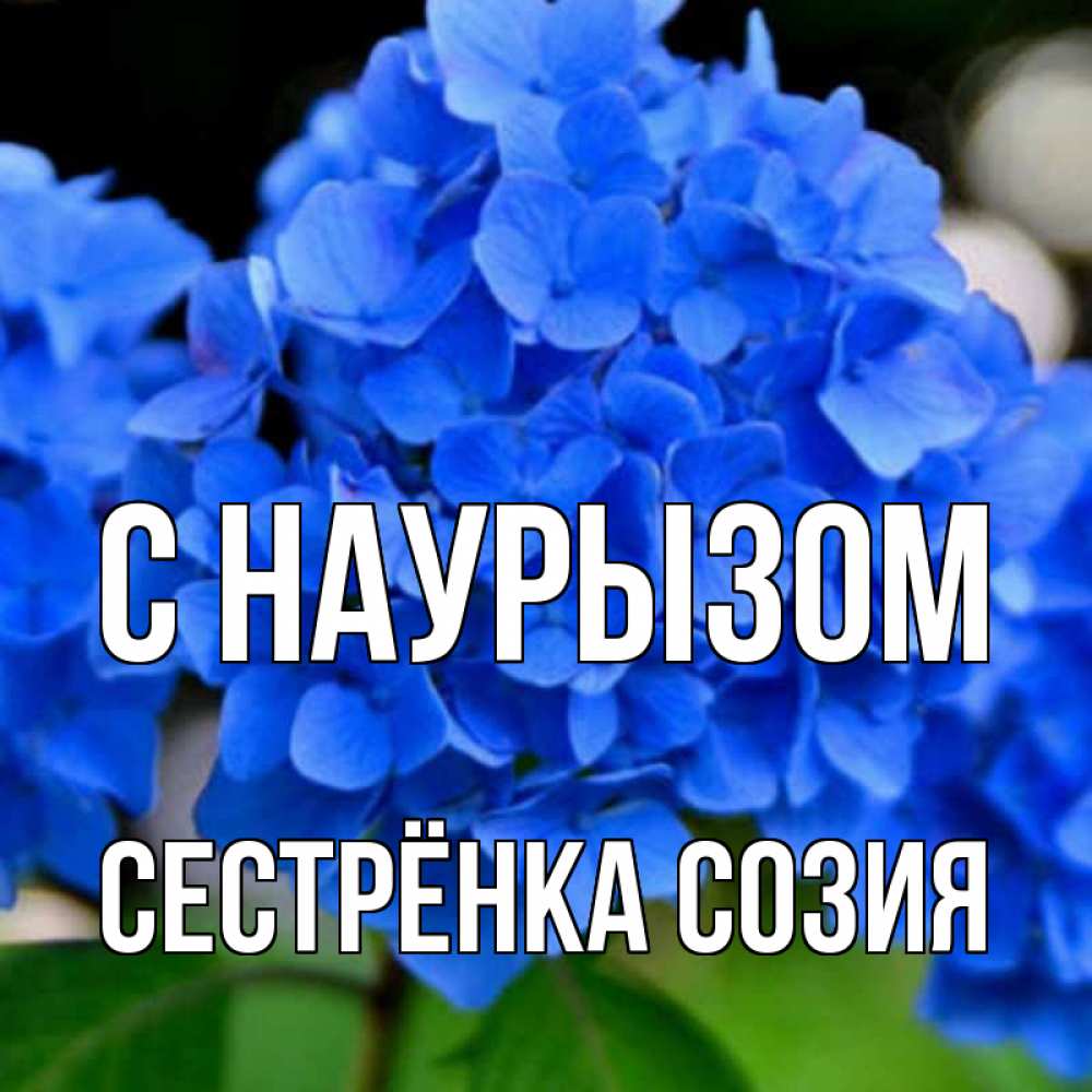 Открытка на каждый день с именем, Сестрёнка-Созия С наурызом синие цветы Прикольная открытка с пожеланием онлайн скачать бесплатно 