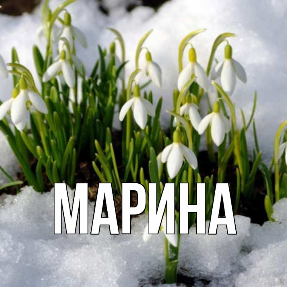 Открытка на каждый день с именем, Марина Главная цветы весенние Прикольная открытка с пожеланием онлайн скачать бесплатно 