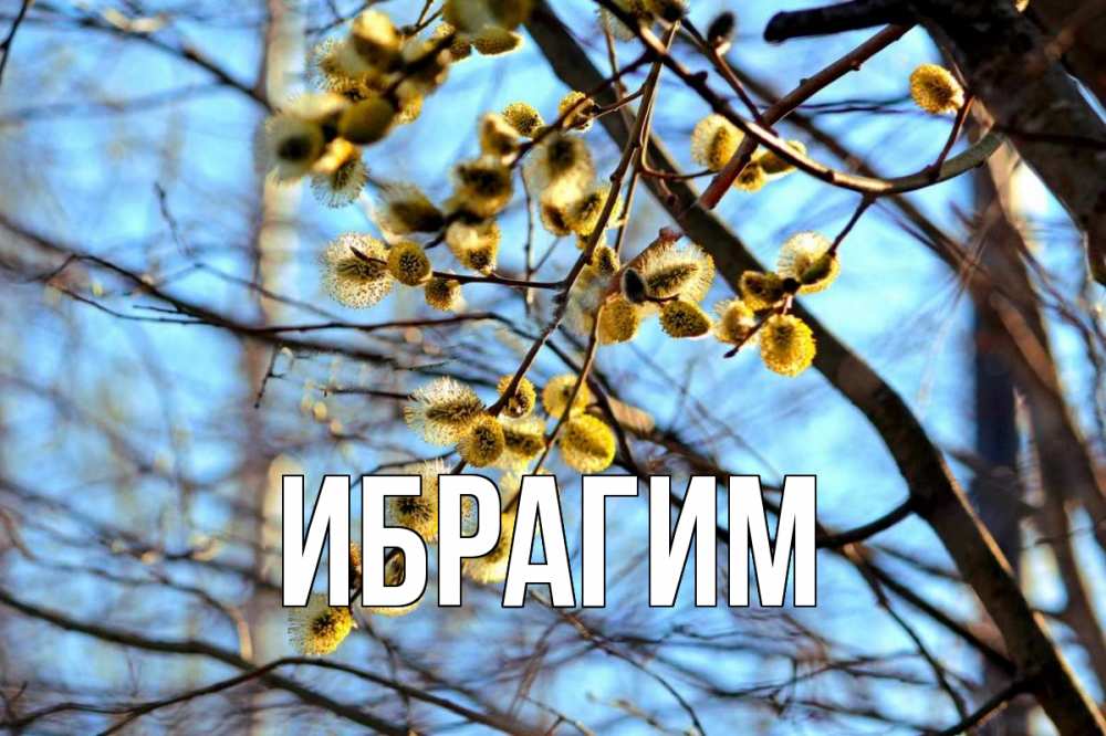 Открытка на каждый день с именем, Ибрагим Главная верба Прикольная открытка с пожеланием онлайн скачать бесплатно 