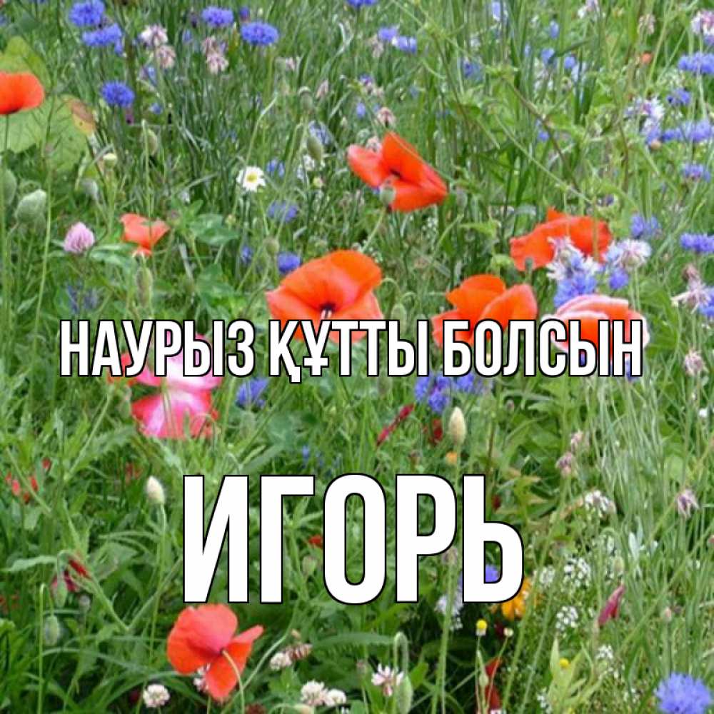 Открытка на каждый день с именем, Игорь Наурыз құтты болсын наурыз  4 Прикольная открытка с пожеланием онлайн скачать бесплатно 