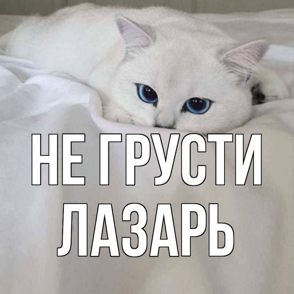 Открытка на каждый день с именем, Лазарь Не грусти белый кот с голубыми глазами на белоснежной кровати Прикольная открытка с пожеланием онлайн скачать бесплатно 