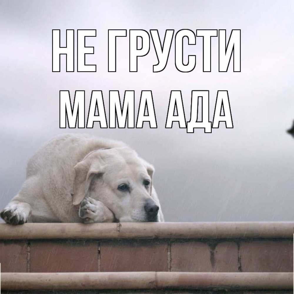 Открытка на каждый день с именем, Мама-Ада Не грусти белый пес 1 Прикольная открытка с пожеланием онлайн скачать бесплатно 