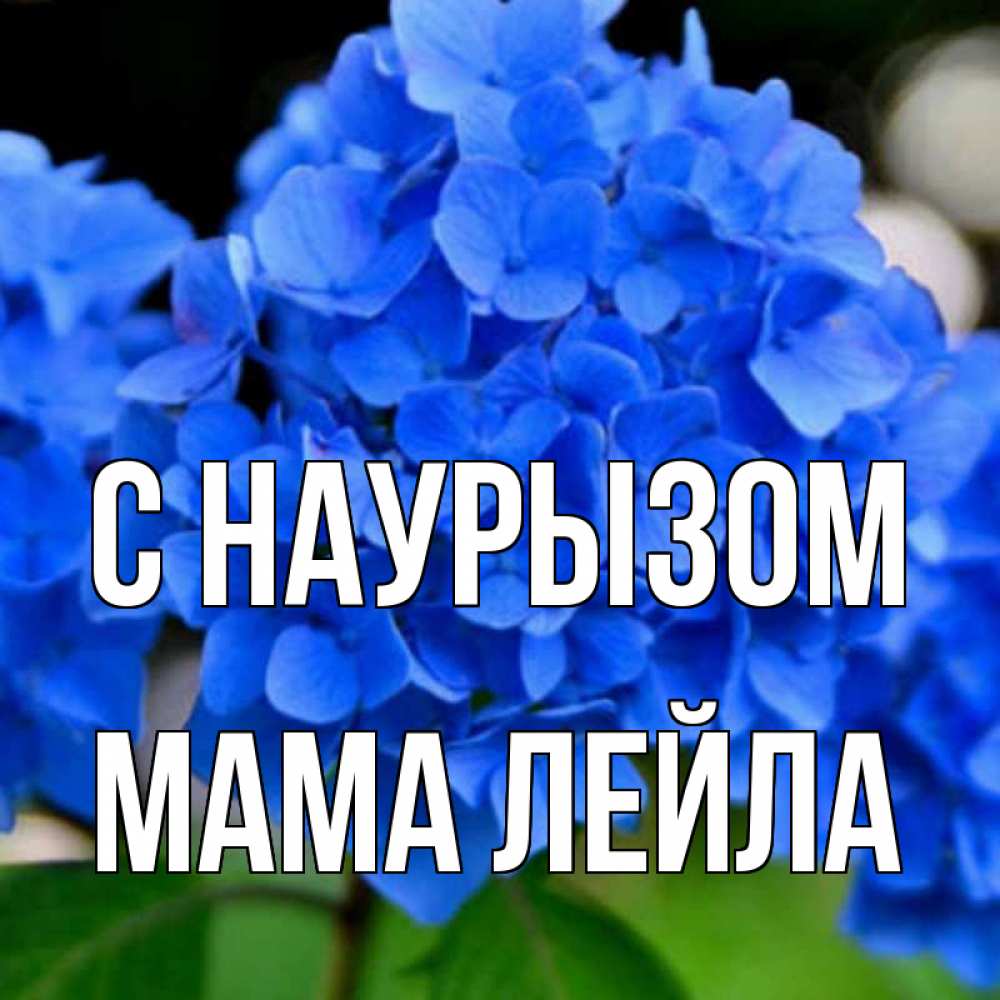 Открытка на каждый день с именем, Мама-Лейла С наурызом синие цветы Прикольная открытка с пожеланием онлайн скачать бесплатно 