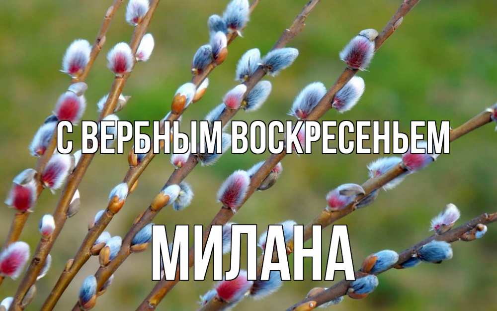 Открытка на каждый день с именем, Милана С вербным воскресеньем верба Прикольная открытка с пожеланием онлайн скачать бесплатно 