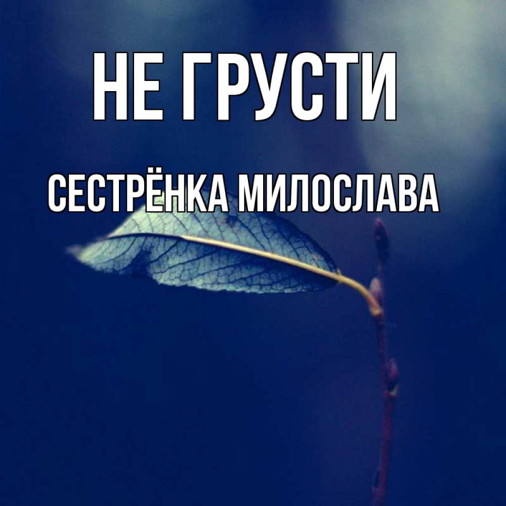 Открытка на каждый день с именем, Сестрёнка-Милослава Не грусти растение Прикольная открытка с пожеланием онлайн скачать бесплатно 