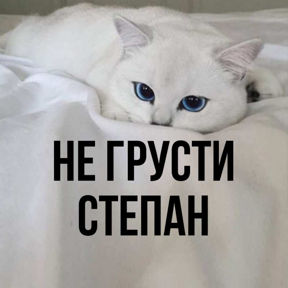 Открытка на каждый день с именем, Степан Не грусти Голубоглазая кошка Прикольная открытка с пожеланием онлайн скачать бесплатно 