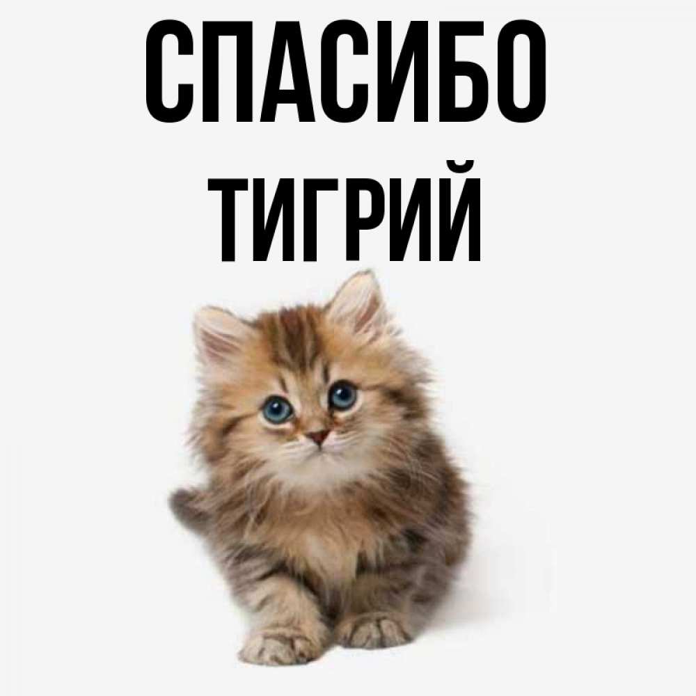 Открытка на каждый день с именем, Тигрий Спасибо пушистый котик Прикольная открытка с пожеланием онлайн скачать бесплатно 