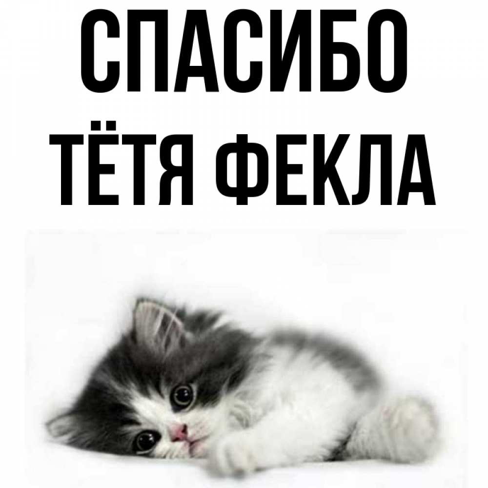 Открытка на каждый день с именем, Тётя-Фекла Спасибо черный и белый кот Прикольная открытка с пожеланием онлайн скачать бесплатно 