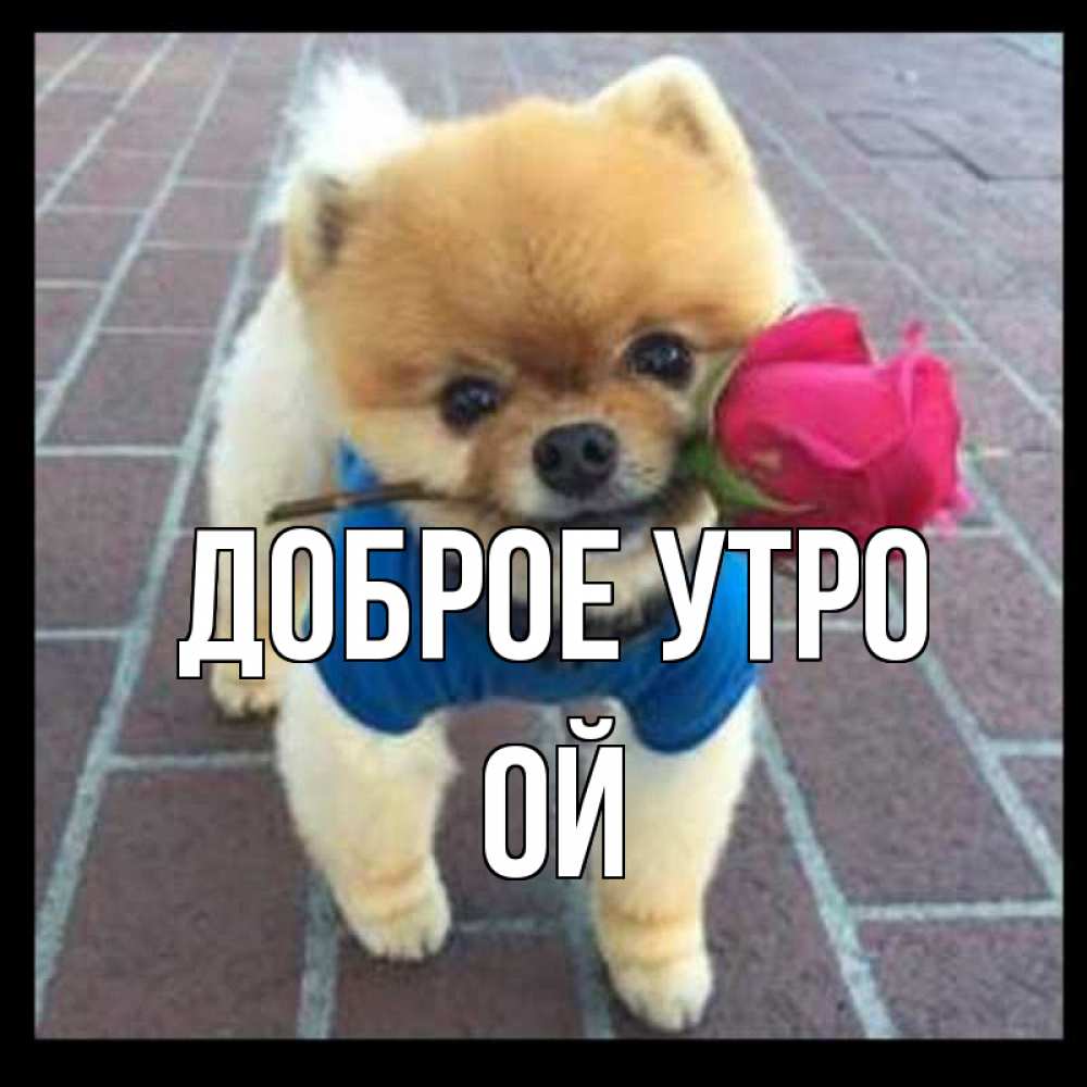 Открытка на каждый день с именем, Ой Доброе утро роза в зубах Прикольная открытка с пожеланием онлайн скачать бесплатно 