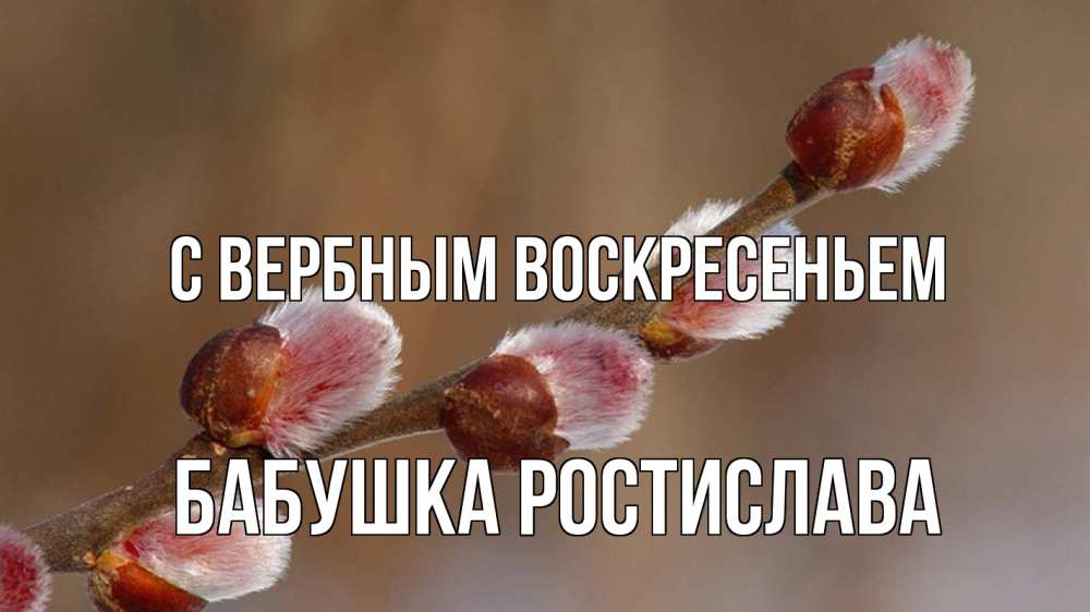 Открытка на каждый день с именем, Бабушка-Ростислава С вербным воскресеньем верба Прикольная открытка с пожеланием онлайн скачать бесплатно 
