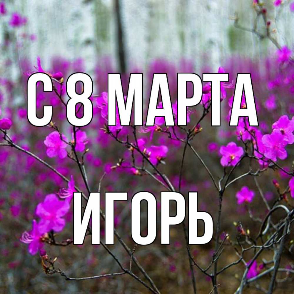 Открытка на каждый день с именем, Игорь С 8 МАРТА дикие цветы Прикольная открытка с пожеланием онлайн скачать бесплатно 