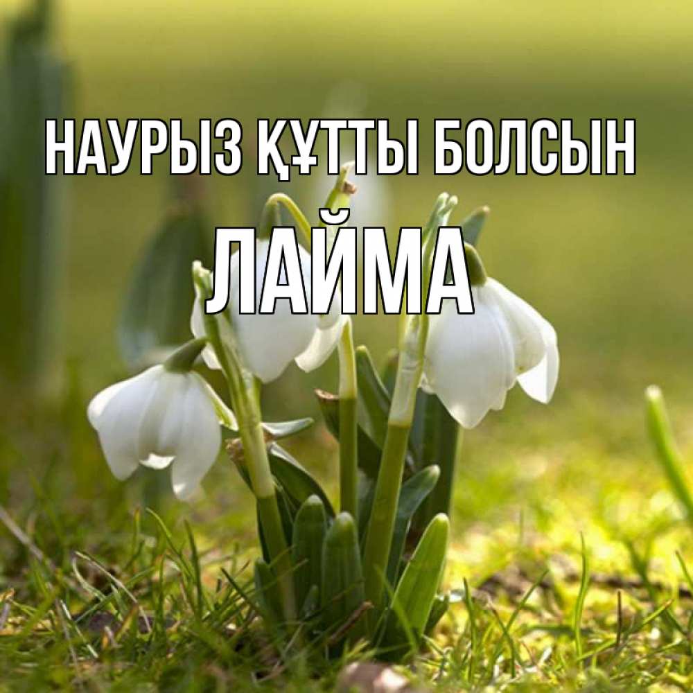 Открытка на каждый день с именем, Лайма Наурыз құтты болсын ранние цветы 2 Прикольная открытка с пожеланием онлайн скачать бесплатно 
